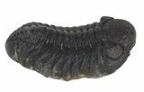 Morocops Trilobite Fossil - Cyber Monday Special! #55852-1